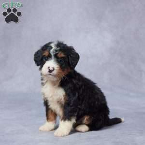 Jake, Mini Bernedoodle Puppy